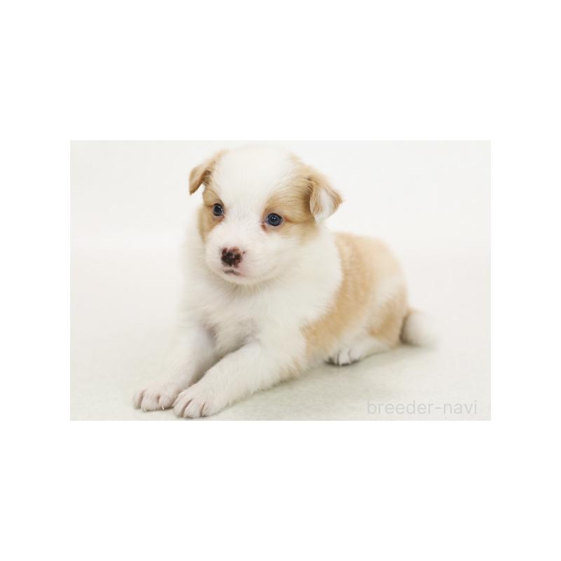 成約済の神奈川県のボーダーコリー-405652